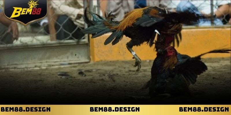 Giao diện đặt cược đá gà dễ sử dụng cho mọi người chơi