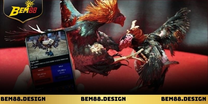 Hình ảnh chiến kê nhập trận trong sảnh đá gà bem88