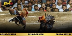 Trực tiếp đá gà mộc bài