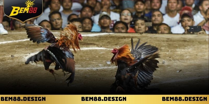 Trực tiếp đá gà mộc bài