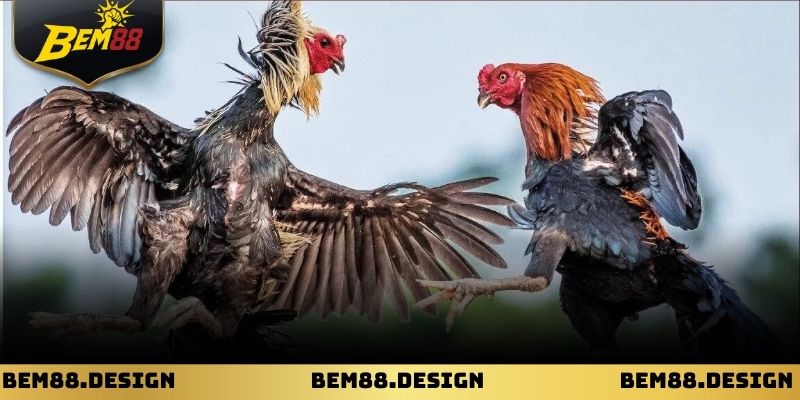 Trực Tiếp Đá Gà Mộc Bài: Trải Nghiệm Sòng Đấu Sống Động 2 Khung cảnh trường gà Mộc Bài với chiến kê chuẩn bị ra trận