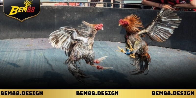 Trực Tiếp Đá Gà Mộc Bài: Trải Nghiệm Sòng Đấu Sống Động 4 Quan sát dáng đứng và sức mạnh chiến kê để phân tích trận đấu