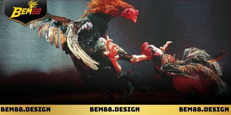 Khán đài trường gà Thomo luôn thu hút đông người theo dõi