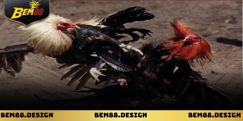 Thông tin chiến kê là yếu tố quan trọng giúp người chơi dự đoán