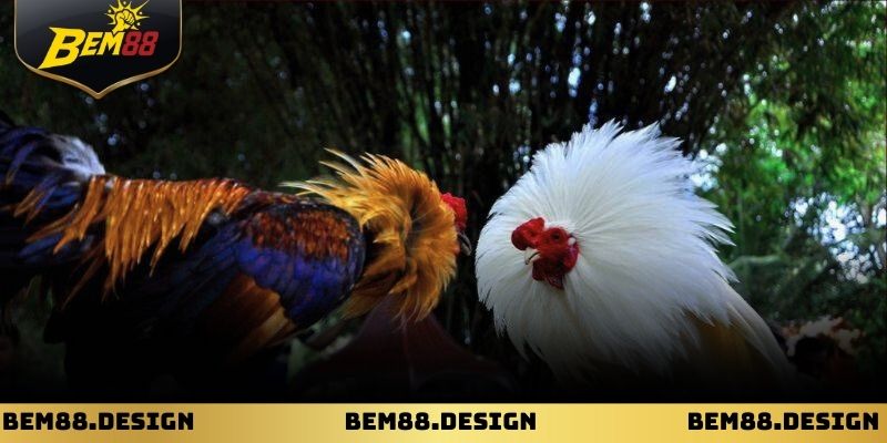 Các trường gà Thomo được tuyển chọn kỹ lưỡng trước khi thi đấu